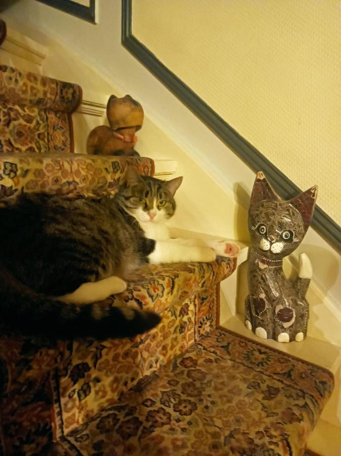 Villa Des Chats Calais Buitenkant foto